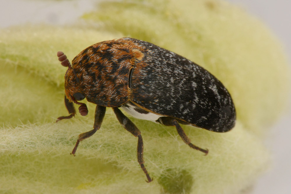 Dermestidae: Dermestes undulatus